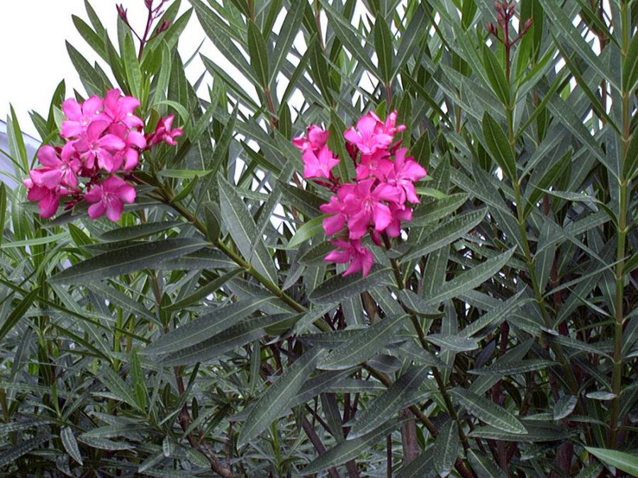 راهنمای کاشت و تکثیر گیاه خرزهره (2 نکته مهم)