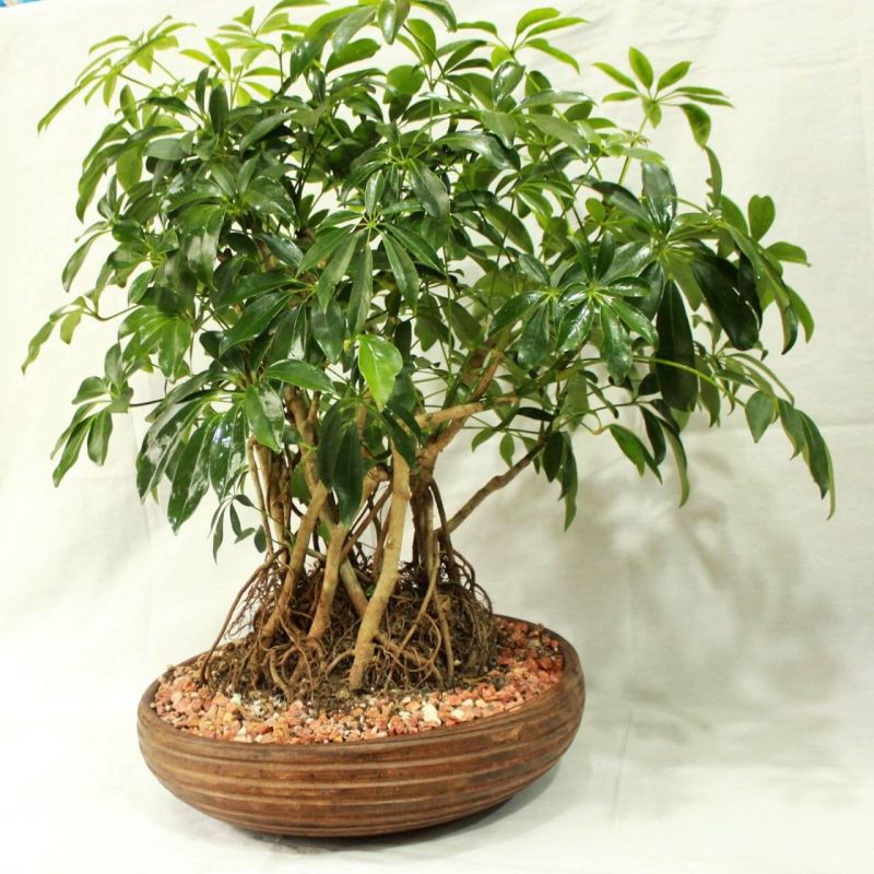 معرفی درختچه های آپارتمانی زیبا (2 نکته مهم) معرفی درختچه های آپارتمانی زیبا (2 نکته مهم)