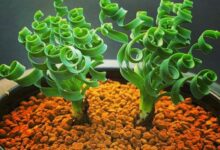 اصول کاشت و تکثیر گیاه آلبوکا (2 نکته مهم)