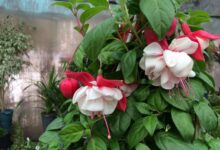 فوت و فن پرورش گل فوشیا (2 نکته مهم)