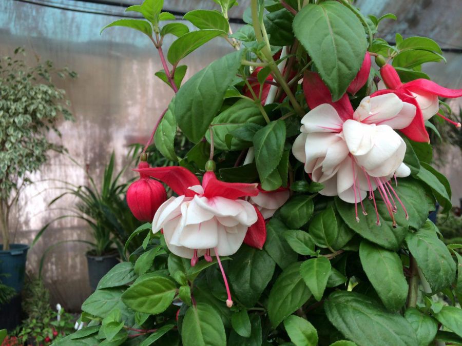 فوت و فن پرورش گل فوشیا (2 نکته مهم)