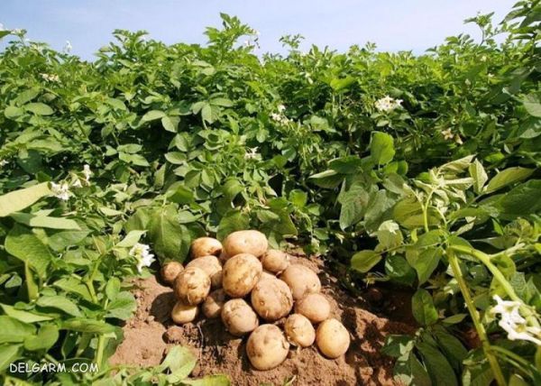 برداشت سیب زمینی