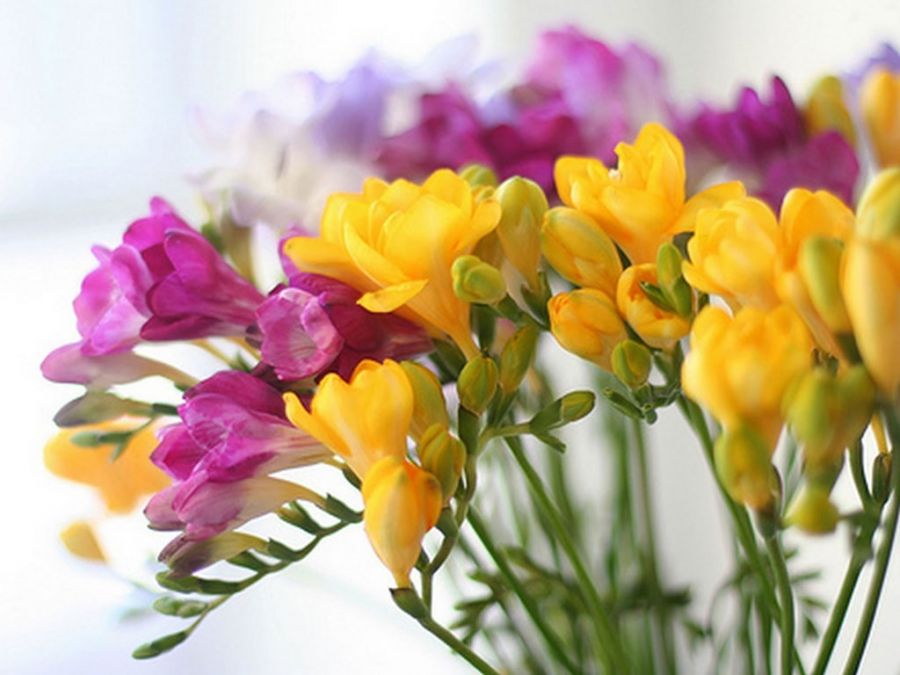 فوت و فن کاشت و تکثیر فریزیا (2 نکته مهم)