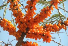 راهنمای کاشت و تکثیر سنجد تلخ (2 نکته مهم)