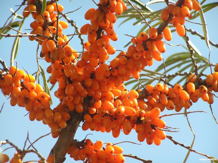 راهنمای کاشت و تکثیر سنجد تلخ (2 نکته مهم) راهنمای کاشت و تکثیر سنجد تلخ (2 نکته مهم)