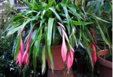 اصول کاشت و نگهداری بیلبرجیا (2 نکته مهم)