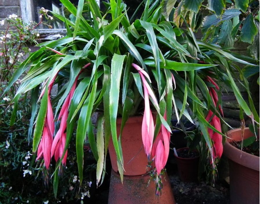 اصول کاشت و نگهداری بیلبرجیا (2 نکته مهم) اصول کاشت و نگهداری بیلبرجیا (2 نکته مهم)