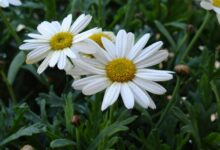 اصول کاشت و تکثیر گل مارگریت (2 نکته مهم)