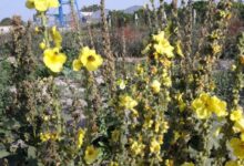 آشنایی با گل ماهور و خواص آن (2 نکته مهم)