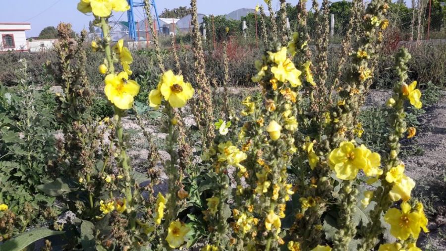 آشنایی با گل ماهور و خواص آن (2 نکته مهم) آشنایی با گل ماهور و خواص آن (2 نکته مهم)