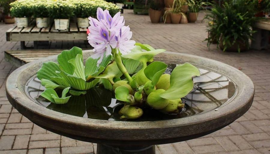 روش نگهداری و تکثیر سنبل آبی (2 نکته مهم) روش نگهداری و تکثیر سنبل آبی (2 نکته مهم)