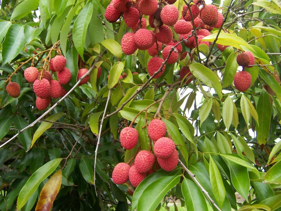 راهنمای کاشت و تکثیر درخت لیچی (2 نکته مهم) راهنمای کاشت و تکثیر درخت لیچی (2 نکته مهم)