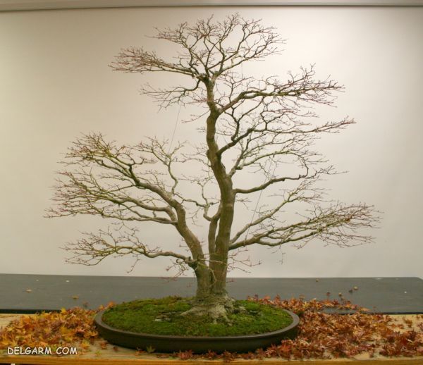 برگ ریزی بونسای