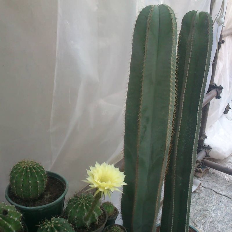راهنمای نگهداری و تکثیر کاکتوس سرئوس  (2 نکته مهم)