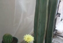 راهنمای نگهداری و تکثیر کاکتوس سرئوس  (2 نکته مهم)