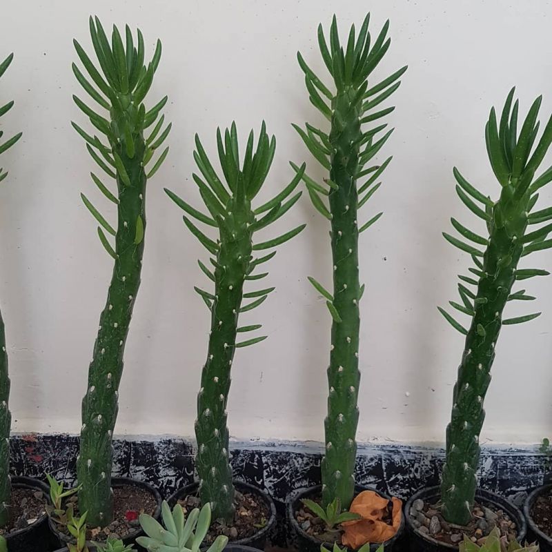 فوت و فن کاشت کاکتوس آستروسیلندر اپونتیا (2 نکته مهم)