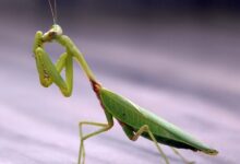 آشنایی با آخوندک و فواید آن برای باغچه (2 نکته مهم)