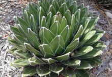اصول نگهداری کاکتوس آگاو ویکتوریا (2 نکته مهم)