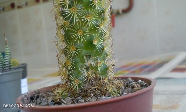 kaktoos