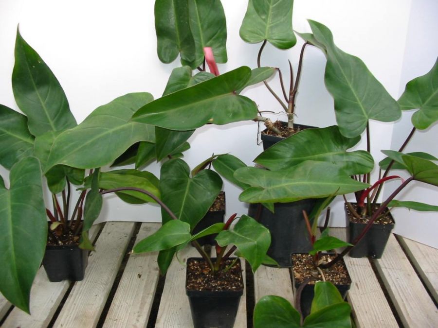 اصول کاشت و تکثیر فیلودندرون گوش گرگی (2 نکته مهم)