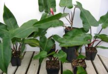 اصول کاشت و تکثیر فیلودندرون گوش گرگی (2 نکته مهم)