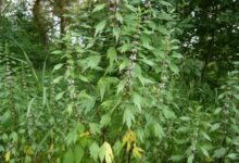 آشنایی با روش کاشت و خواص گیاه دم شیر (2 نکته مهم)