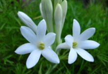 فوت و فن کاشت و نگهداری گل مریم (2 نکته مهم)