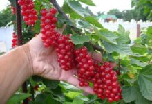 آشنایی با روش کاشت و خواص انگور فرنگی (2 نکته مهم)
