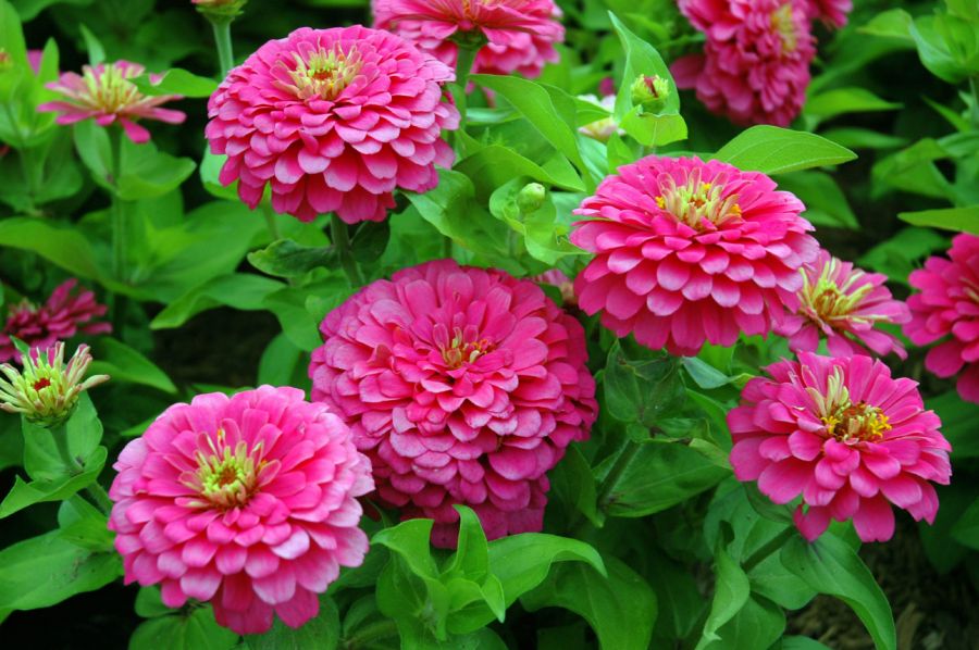 راهنمای کاشت و نگهداری گل آهار (2 نکته مهم) راهنمای کاشت و نگهداری گل آهار (2 نکته مهم)