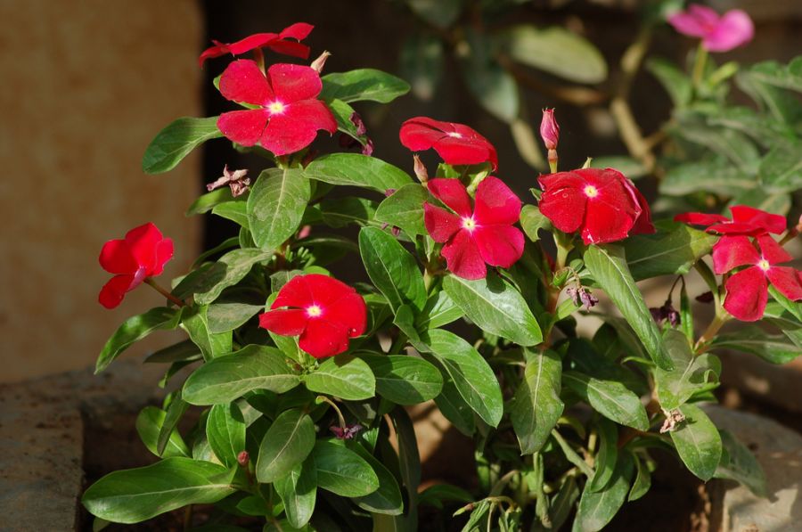 فوت و فن نگهداری و تکثیر گل پریوش (2 نکته مهم) فوت و فن نگهداری و تکثیر گل پریوش (2 نکته مهم)
