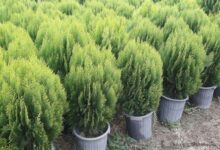 اصول کاشت و تکثیر درخت کامیس پارمیس (2 نکته مهم)