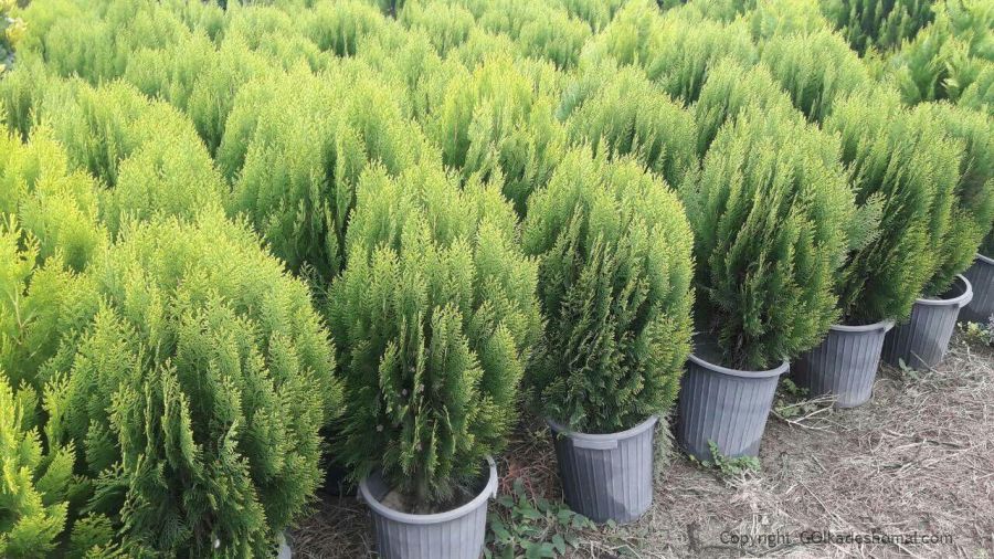 اصول کاشت و تکثیر درخت کامیس پارمیس (2 نکته مهم) اصول کاشت و تکثیر درخت کامیس پارمیس (2 نکته مهم)