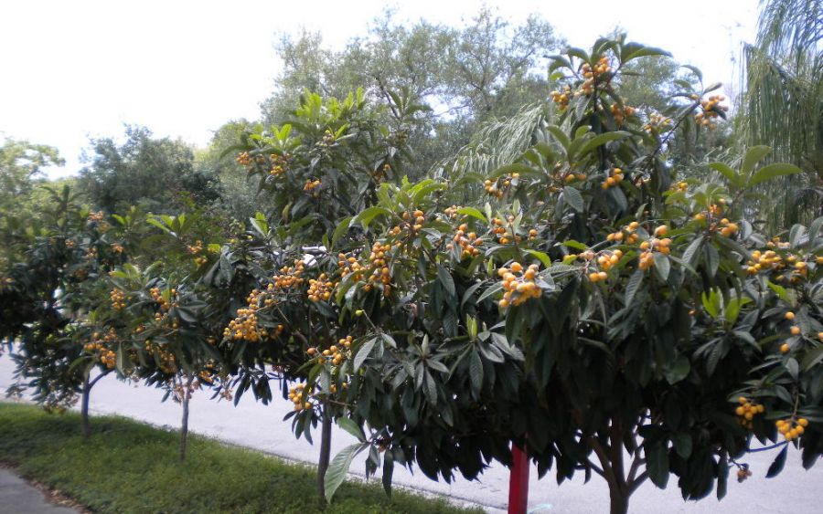 اصول کاشت و تکثیر درخت ازگیل  (2 نکته مهم)