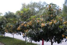 اصول کاشت و تکثیر درخت ازگیل  (2 نکته مهم)
