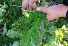 آشنایی با گیاه اناریجه و خواص آن (2 نکته مهم)