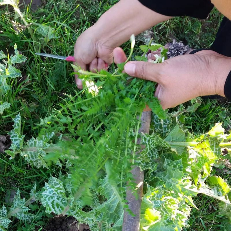 آشنایی با گیاه اناریجه و خواص آن (2 نکته مهم) آشنایی با گیاه اناریجه و خواص آن (2 نکته مهم)