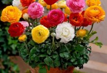 آشنایی با روش کاشت و تکثیر گل آلاله (2 نکته مهم)