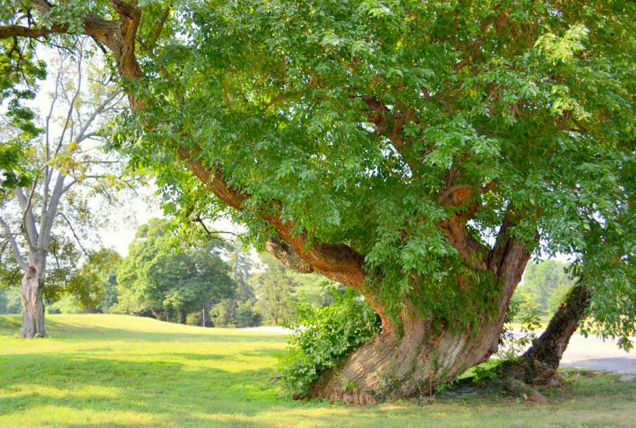 روش کاشت درخت توت آمریکایی (2 نکته مهم)