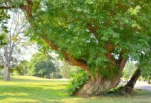 روش کاشت درخت توت آمریکایی (2 نکته مهم)