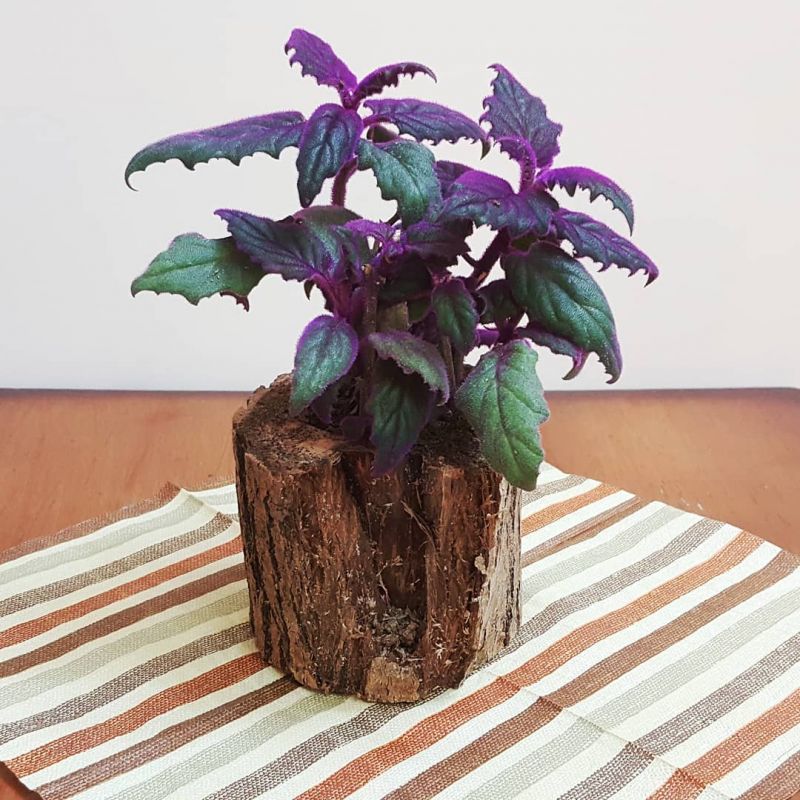 فوت و فن نگهداری از گل زیبای گینورا (2 نکته مهم) فوت و فن نگهداری از گل زیبای گینورا (2 نکته مهم)