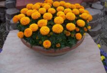 معرفی گل جعفری و انواع آن (2 نکته مهم)