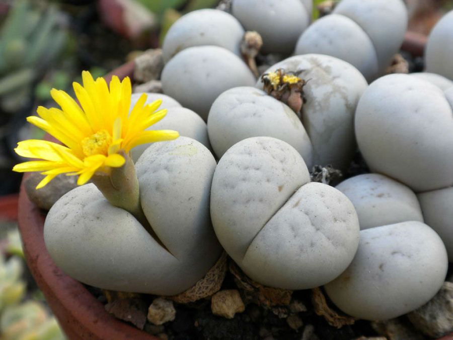 راهنمای نگهداری و تکثیر کاکتوس لیتوپس (2 نکته مهم) راهنمای نگهداری و تکثیر کاکتوس لیتوپس (2 نکته مهم)
