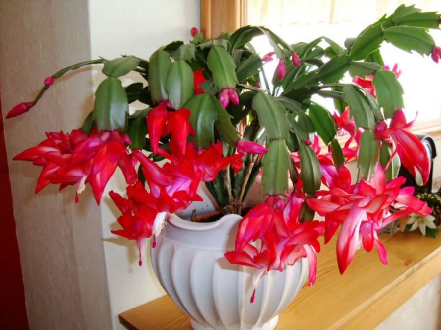 اصول کاشت و نگهداری کاکتوس کریسمس (2 نکته مهم)