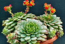 اصول نگهداری و تکثیر گل آشوریا (2 نکته مهم)
