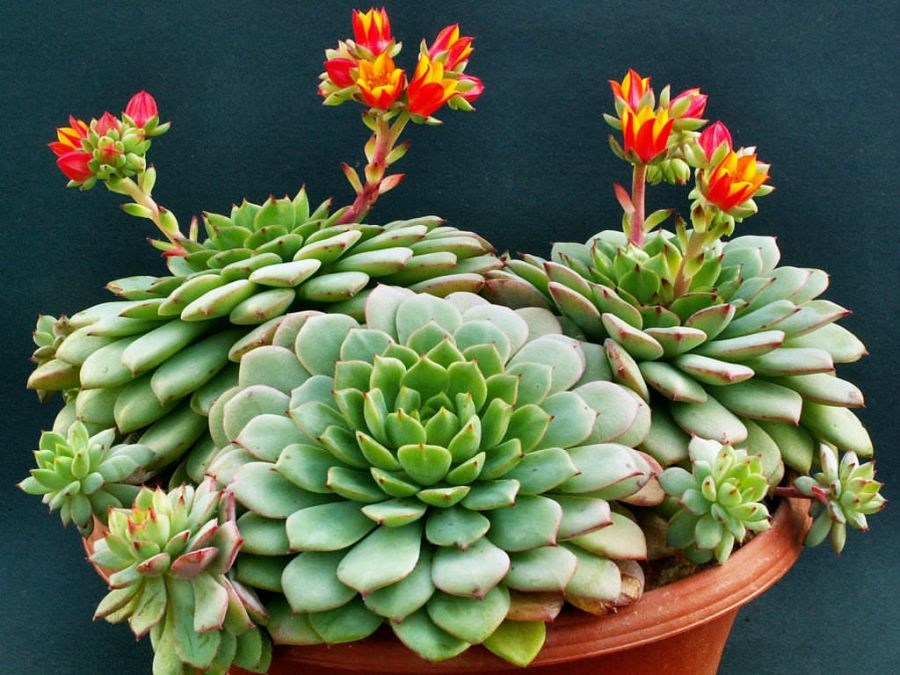 اصول نگهداری و تکثیر گل آشوریا (2 نکته مهم) اصول نگهداری و تکثیر گل آشوریا (2 نکته مهم)