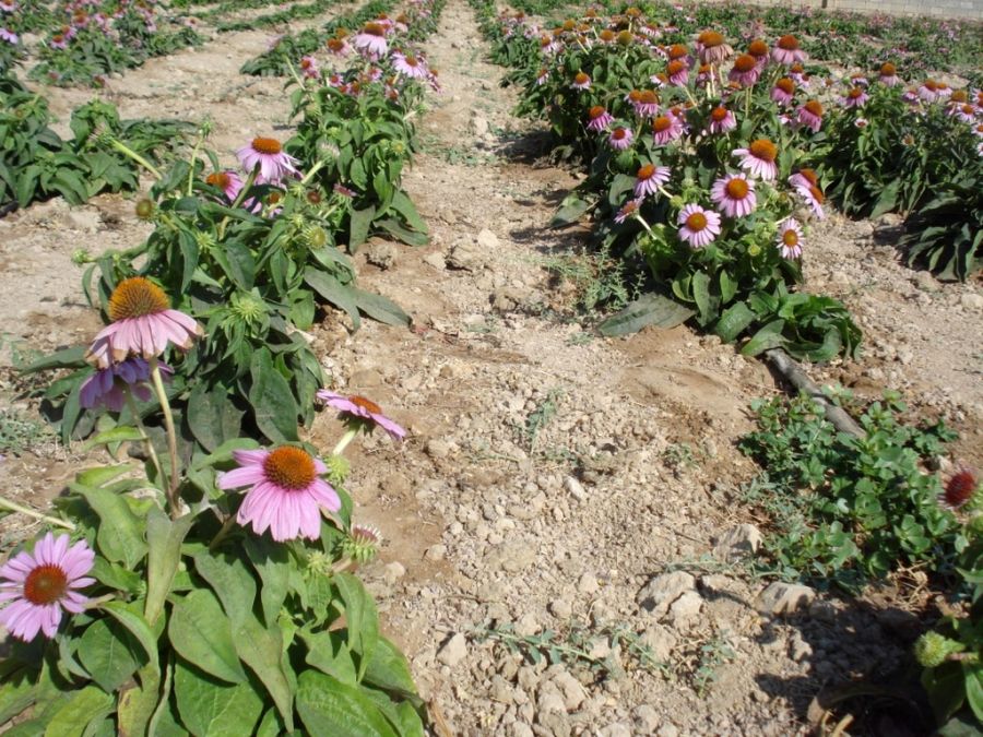 آشنایی با روش کاشت و برداشت سرخارگل (2 نکته مهم)