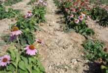 آشنایی با روش کاشت و برداشت سرخارگل (2 نکته مهم)