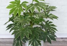 اصول کاشت و تکثیر گیاه آرالیای ژاپنی (2 نکته مهم)