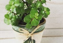 فوت و فن کاشت و نگهداری کراسولا خرفه ای (2 نکته مهم)