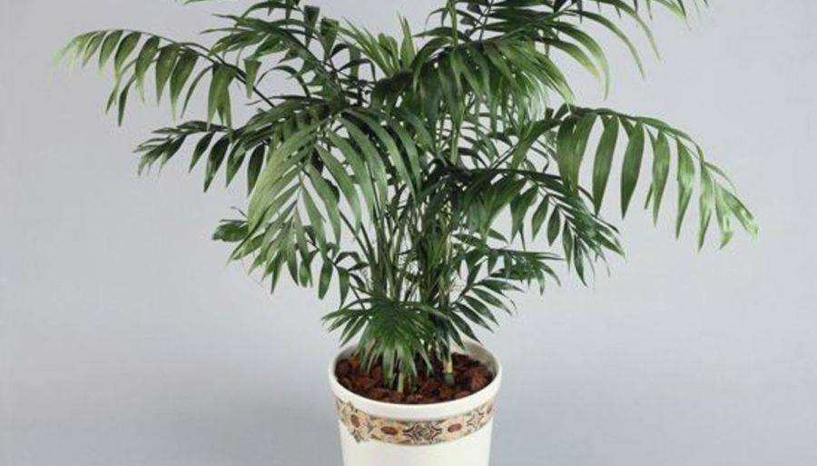  راهنمای کاشت و تکثیر نخل شامادورا   (2 نکته مهم)
